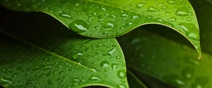 Environmental